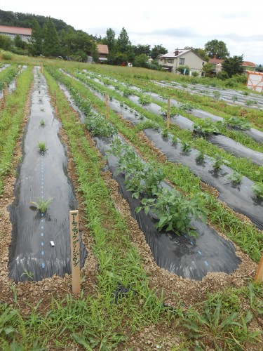 畝ごとに植えている野菜が違います。日照りが続いたのでちょっと生長にならず。草むしり好きなので、むしりたくてしょうがなかった。