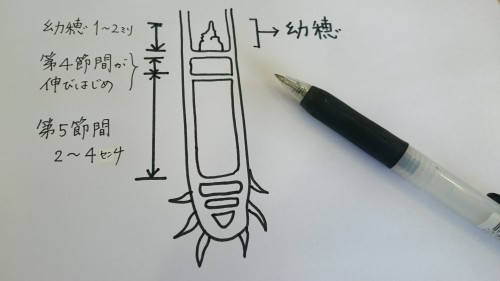 幼穂長について描く私。